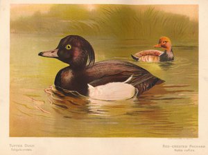 Tufted Duck Fuligata cristata, larro de crista vermelha Netta rufina, 1900, 1900