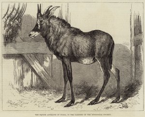 O antílope eqüino da Núbia, nos jardins da Sociedade Zoológica de Charles William Carter