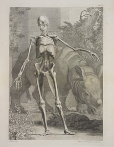 Esqueleto e Rinoceronte, Tabelas do Esqueleto e Músculos do Corpo Humano, de Bernhard Siegfried Albinus de Charles the Elder Grignion