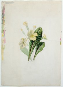 Estudo de uma prímula, c.1830 (wc no papel)
