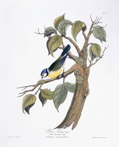 Titmouse azul de Charlotte L. E. Perrott