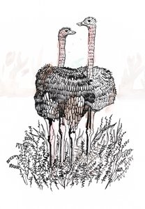 Flamingos, 2018 (caneta e tinta) de Charlotte Orr
