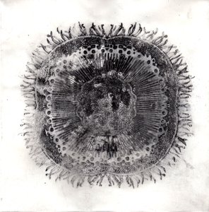 Células vegetais, 2019 (gravura de ponto seco) de Charlotte Orr