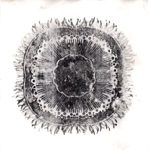 Células vegetais, 2019 (gravura de ponto seco) de Charlotte Orr