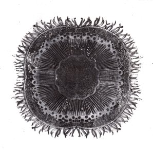 Células vegetais, 2019 (gravura de ponto seco) de Charlotte Orr