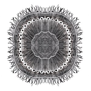 Plant Cells, 2019 (caneta e tinta) de Charlotte Orr
