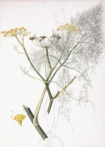 Um estudo botânico, 1822-1845 de Charlotte Strickland