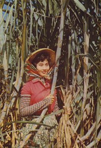 Taiwan: Açúcar de Cana de Chinese Photographer