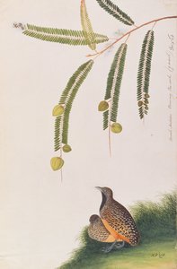 Buttonquail barrado, de desenhos de pássaros de Malaca, c.1805-18 (wc no papel) de Chinese School