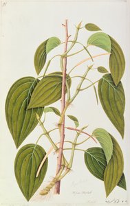 Folha do bétel, de cinquenta e cinco desenhos de plantas medicinais de Malaca, volume 1, c.1805-18 (wc no papel) de Chinese School