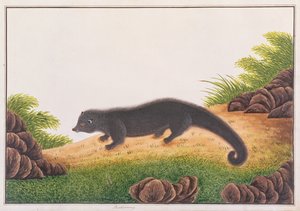 Binturong, de Desenhos de Animais, Insetos e Répteis de Malaca, c.1805-18 (wc e guache sobre papel) de Chinese School
