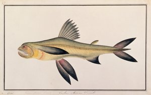Pato de Bombaim, de Desenhos de Peixes de Malaca, c.1805-18 (wc no papel) de Chinese School