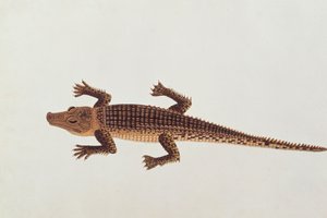 Boo-ay-ah Jacaré, de Desenhos de Animais, Insetos e Répteis de Malaca, c.1805-18 (wc e guache sobre papel) de Chinese School