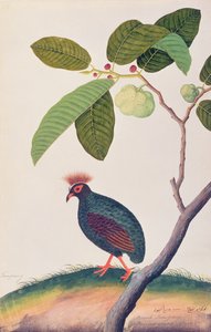 Booah Tumpang, de Desenhos de Pássaros de Malaca, c.1805-18 (wc no papel) de Chinese School