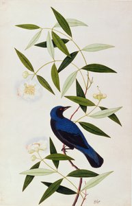 Boorah Farleeh, de Desenhos de Pássaros de Malaca, c.1805-18 (wc no papel) de Chinese School