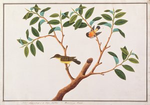 Beija-flor-de-garganta-castanha e Beija-flor-de-bochecha-rubi, de Desenhos de Pássaros de Malaca, c.1805-18 (wc no papel) de Chinese School