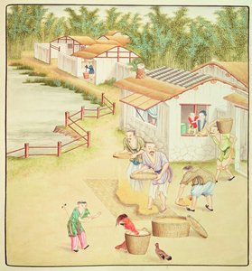 Camponeses chineses que peneiram o arroz de Chinese School