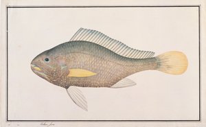 Croaker, de Desenhos de Peixes de Malaca, c.1805-18 (wc no papel) de Chinese School