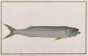 Dorab lobo-arenque, de desenhos de peixes de Malaca, c.1805-18 (wc no papel) de Chinese School