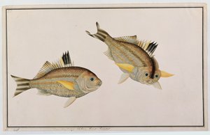 Eekan King-kerong, de Desenhos de Peixes de Malaca, c.1805-18 (wc no papel) de Chinese School