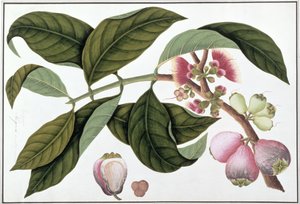 Eugenia ou Jamboo Teloie poote, de Desenhos de Plantas de Malaca, c.1805-18 (wc no papel) de Chinese School