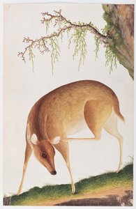 Gamo, de Desenhos de Animais, Insetos e Répteis de Malaca, c.1805-18 (wc e guache sobre papel) de Chinese School