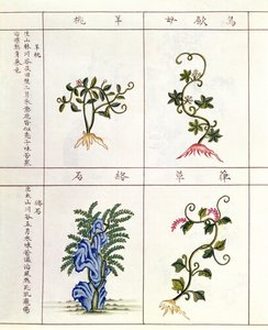 Quatro plantas de uma caneta Tsao, uma coleção de plantas medicinais, do século 18 ao 19 de Chinese School