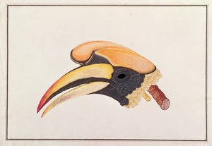 Grande Calau, de Desenhos de Pássaros de Malaca, c.1805-18 (wc no papel) de Chinese School