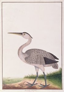 Garça-real cinzenta, dos desenhos dos pássaros de Malacca, c.1805-18 (wc no papel) de Chinese School