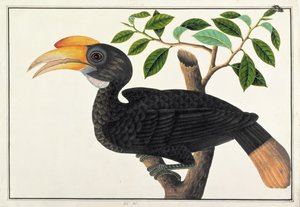 Ke ke, de Desenhos de Pássaros de Malaca, c.1805-18 (wc no papel) de Chinese School