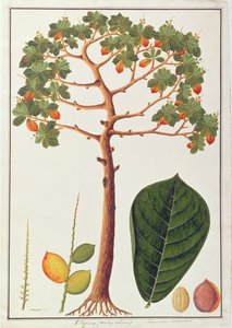 Klapang Terminalia Molucana ou Malay Almond, de desenhos de plantas de Malaca, c.1805-18 (wc no papel) de Chinese School