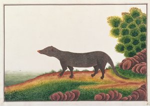Mangusto, de Desenhos de Animais, Insetos e Répteis de Malaca, c.1805-18 (guache e wc no papel) de Chinese School