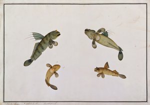 Peixe de Lama, Bloodo chiena, Bloodo La-ore, de Desenhos de Peixes de Malaca, c.1805-18 (wc no papel) de Chinese School
