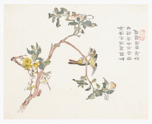 Jardim de Sementes de Mostarda de Chinese School