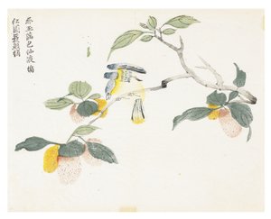 Jardim de Sementes de Mostarda de Chinese School