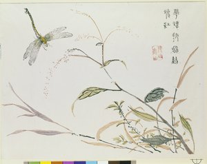Jardim de Sementes de Mostarda de Chinese School