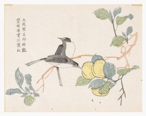 Jardim de Sementes de Mostarda de Chinese School