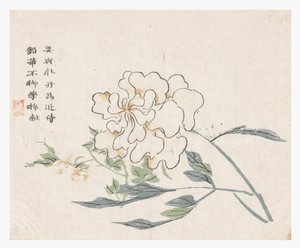 Jardim de Sementes de Mostarda de Chinese School