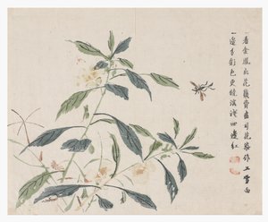 Jardim de sementes de mostarda de Chinese School