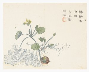 Jardim de Sementes de Mostarda de Chinese School