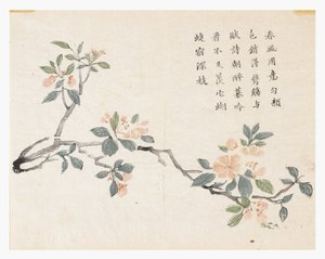 Jardim de Sementes de Mostarda de Chinese School