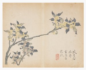 Jardim de Sementes de Mostarda de Chinese School