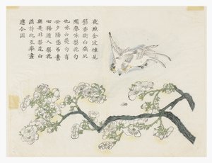Jardim de Sementes de Mostarda de Chinese School