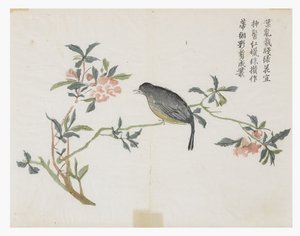 Jardim de Sementes de Mostarda de Chinese School