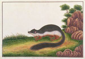Prevosts Squirrel, de Desenhos de Animais, Insetos e Répteis de Malaca, c.1805-18 (guache e wc sobre papel) de Chinese School