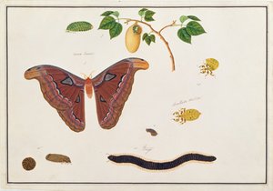 Seis Artrópodes, de Desenhos de Animais, Insetos e Répteis de Malaca, c.1805-18 (wc e guache sobre papel)