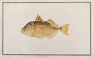 Peixe-porco estrelado, de desenhos de peixes de Malaca, c.1805-18 (wc no papel) de Chinese School