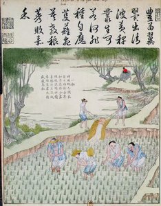 Remoção de ervas daninhas, a cultura do arroz na China (impressão em xilogravura a cores) de Chinese School