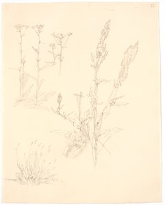 Estudos de plantas de Christen Købke