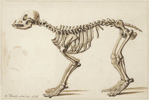 Esqueleto de um cão do lado